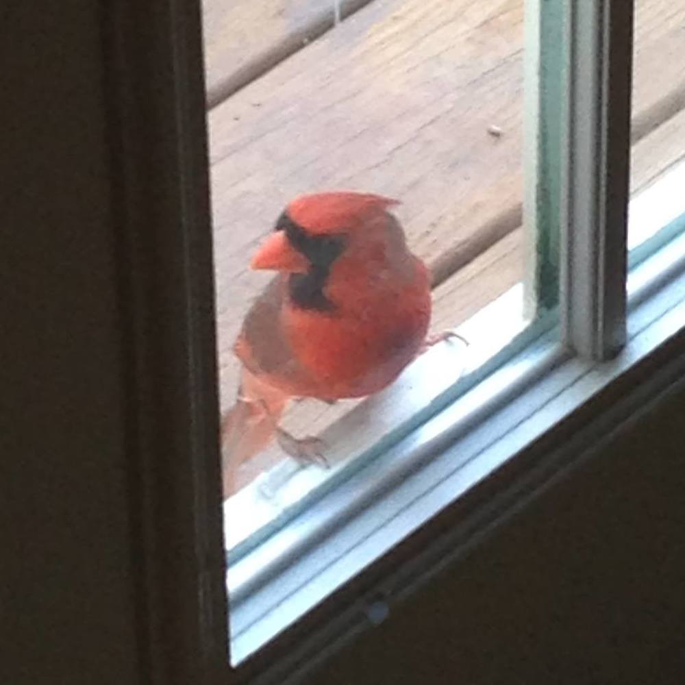 Meet your Posher, Dana